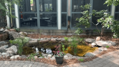 Koi Pond