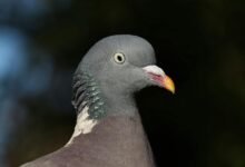 contact information overview guide