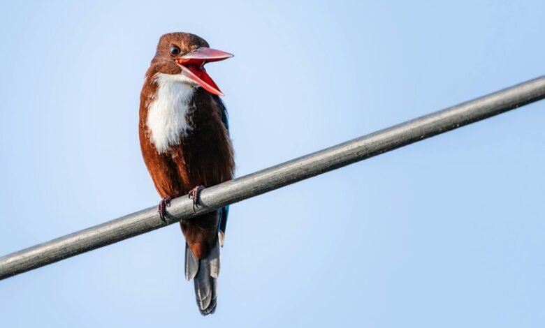 public complaint about calls